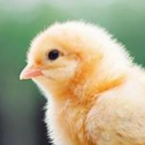 Animales de la granja