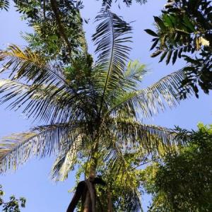 ANIMALES DE LA SELVA MISIONERA