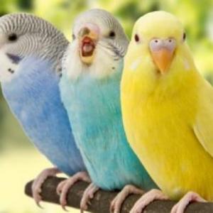 Pájaros De Colombia