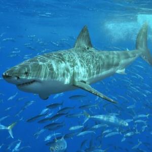 Tiburones