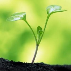 Conociendo las plantas