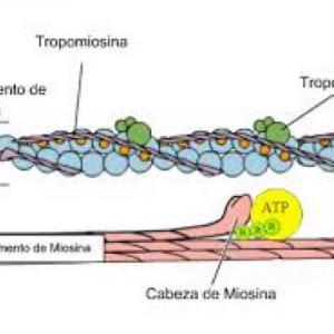 MECANISMO DE CONTRACCION MUSCULAR