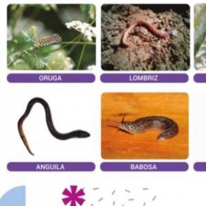Animales