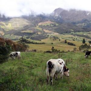 Paramo del Sumapaz