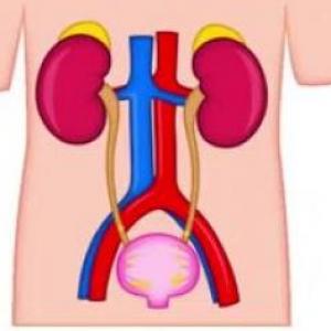 Excretory system trivial