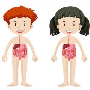 Digestive system vocabulary