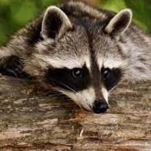 animales