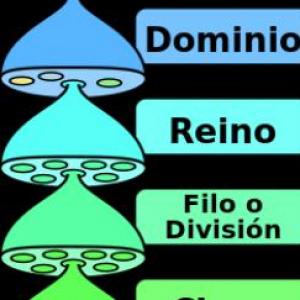 Reino