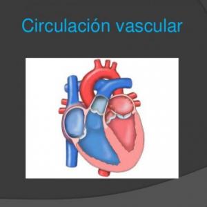 circulación vascular