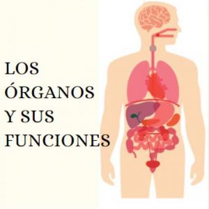 Los órganos y sus funciones
