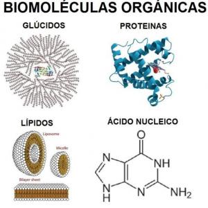 BIOMOLÉCULAS ORGÁNICAS