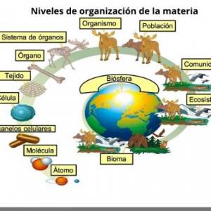 NIVELES DE ORGANIZACIÓN DE LOS SERES VIVOS