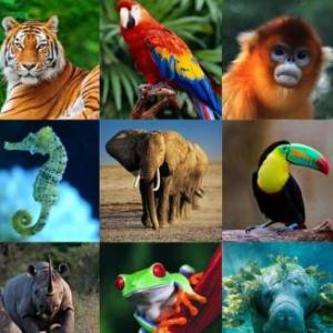 Animales
