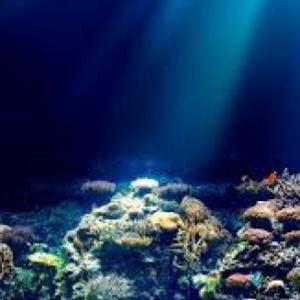 Animales Marinos