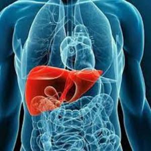 partes del cuerpo humano