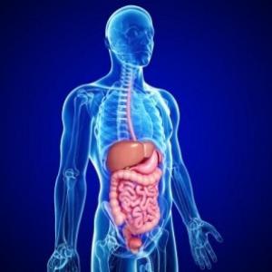 EL CUERPO HUMANO