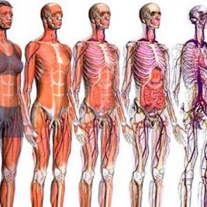 APARATOS Y SISTEMAS DEL CUERPO HUMANO