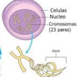 GENETICA