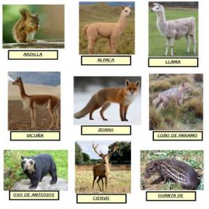 ¡A JUGAR CON ANIMALES!
