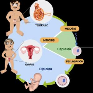 Imagen de portada del videojuego educativo: ¡Aprendamos de la función de reproducción!, de la temática Biología