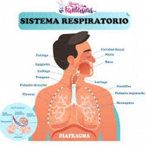 Partes del Sistema respiratorio
