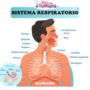 Sistema Respiratorio