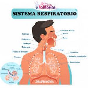 Funciones de las partes mas importantes del sistema respiratorio