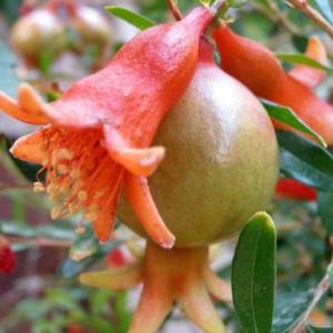 órganos reproductivos de las plantas