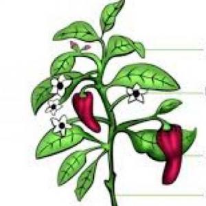 PARTES DE LA PLANTA