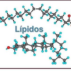 LIPIDOS