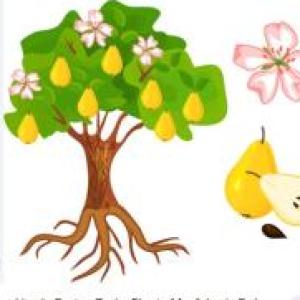 Organografía vegetal
