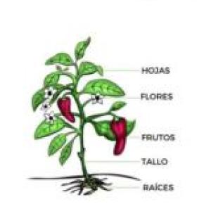 Organografía vegetal
