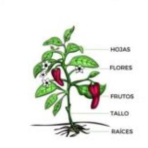 Organografía vegetal