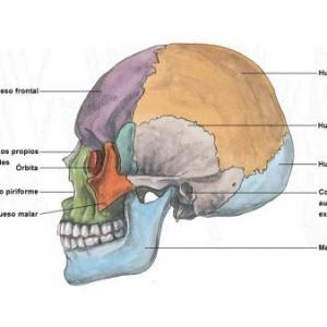 huesos y de la cara y el cráneo 
