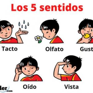 5 sentidos