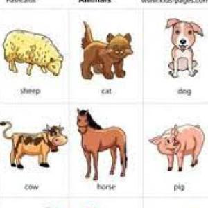 ANIMALES VERTEBRADOS