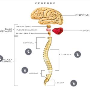 Sistema nervioso central: Cerebro (encéfalo) y médula espinal