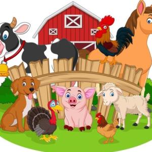 CONOCIENDO LOS ANIMALES