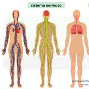 Conociendo mi cuerpo