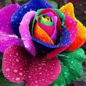 LAS FLORES