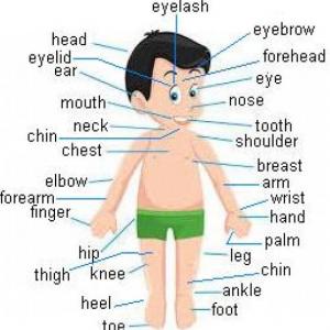 Body Parts