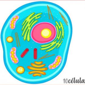 Trivia La Célula