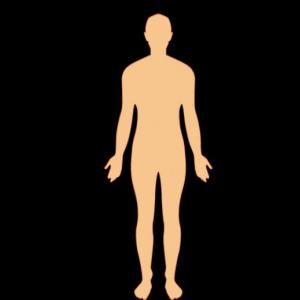 SISTEMAS DEL CUERPO HUMANO