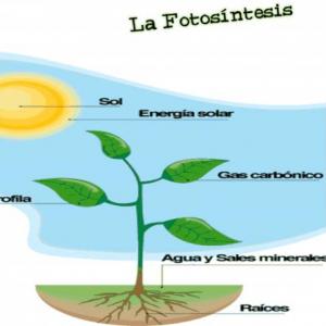 fotosintesis