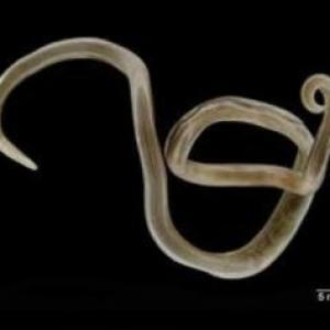 NEMATODOS