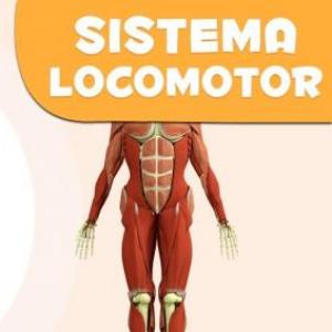 Identificando estructuras del sistema locomotor
