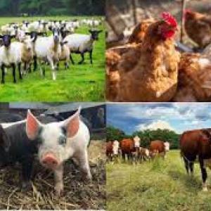 Animales de la granja