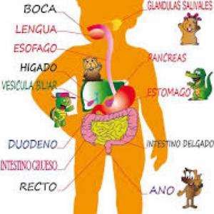 aparato digestivo