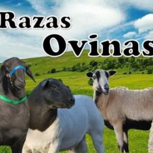 IDENTIFICACIÓN DE RAZAS OVICAPRINAS