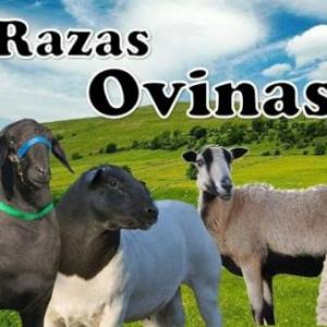 Memorama razas ovicaprinas 2